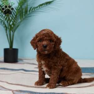 Esme, Miniature Poodle Puppy